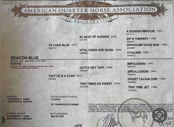 American Quarter Horse, Castrone, 3 Anni, 157 cm, Baio roano