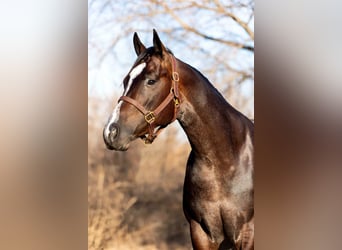 American Quarter Horse, Castrone, 3 Anni, 157 cm, Baio roano