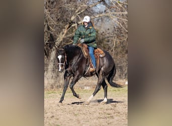 American Quarter Horse, Castrone, 3 Anni, 157 cm, Baio roano