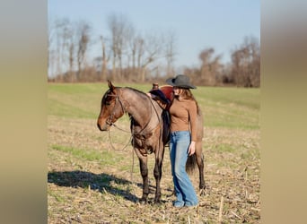 American Quarter Horse, Castrone, 3 Anni, 157 cm, Baio roano