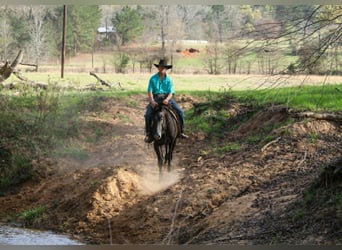 American Quarter Horse, Castrone, 3 Anni, 157 cm, Grigio
