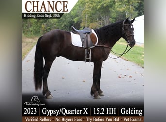American Quarter Horse, Castrone, 3 Anni, 157 cm, Morello