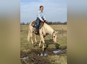 American Quarter Horse, Castrone, 3 Anni, 157 cm, Palomino