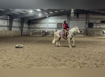 American Quarter Horse, Castrone, 3 Anni, 157 cm, Palomino