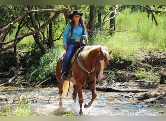 American Quarter Horse, Castrone, 3 Anni, 157 cm, Palomino