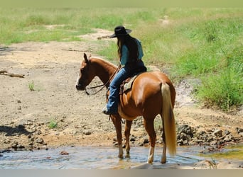 American Quarter Horse, Castrone, 3 Anni, 157 cm, Palomino