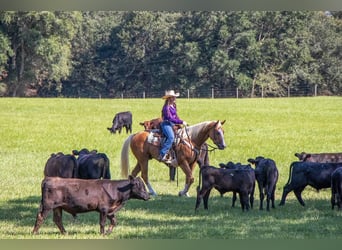 American Quarter Horse, Castrone, 3 Anni, 157 cm, Palomino