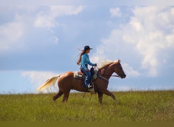 American Quarter Horse, Castrone, 3 Anni, 157 cm, Palomino