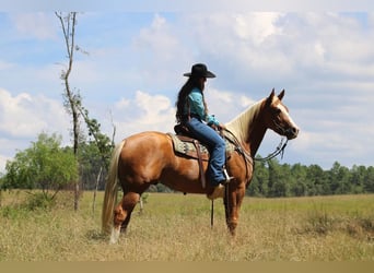 American Quarter Horse, Castrone, 3 Anni, 157 cm, Palomino