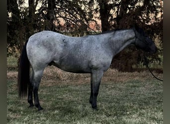 American Quarter Horse Mix, Castrone, 3 Anni, 157 cm, Roano blu