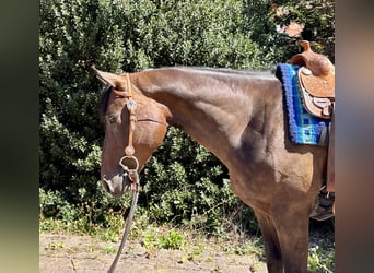 American Quarter Horse, Castrone, 3 Anni, 160 cm, Baio scuro