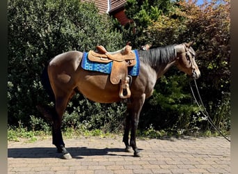 American Quarter Horse, Castrone, 3 Anni, 160 cm, Baio scuro