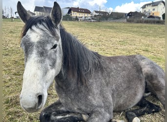 American Quarter Horse, Castrone, 3 Anni, 160 cm, Grigio