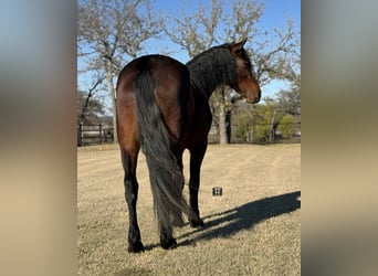American Quarter Horse, Castrone, 3 Anni, 163 cm, Baio ciliegia