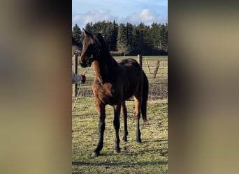 American Quarter Horse Mix, Castrone, 3 Anni, 163 cm, Baio scuro