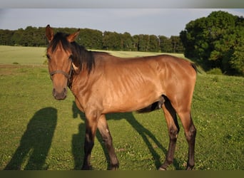 American Quarter Horse Mix, Castrone, 3 Anni, 163 cm, Baio scuro
