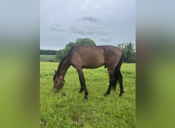 American Quarter Horse Mix, Castrone, 3 Anni, 163 cm, Baio scuro