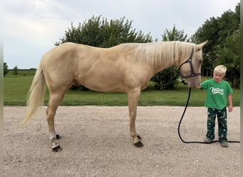 American Quarter Horse, Castrone, 3 Anni, 163 cm, Palomino