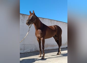 American Quarter Horse, Castrone, 3 Anni, 165 cm, Baio scuro