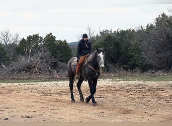 American Quarter Horse, Castrone, 3 Anni, 170 cm, Grigio pezzato