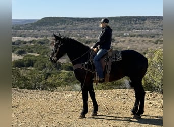 American Quarter Horse, Castrone, 3 Anni, 175 cm, Morello