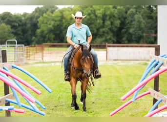 American Quarter Horse, Castrone, 3 Anni, Baio ciliegia