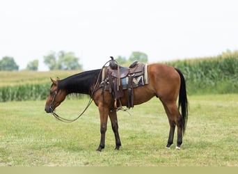 American Quarter Horse, Castrone, 3 Anni, Baio ciliegia