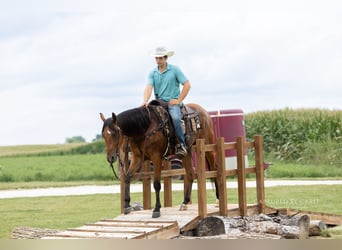 American Quarter Horse, Castrone, 3 Anni, Baio ciliegia