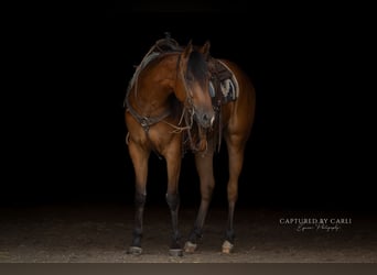 American Quarter Horse, Castrone, 3 Anni, Baio ciliegia