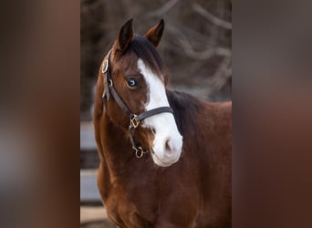 American Quarter Horse, Castrone, 3 Anni, Baio
