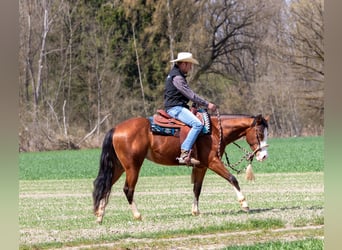 American Quarter Horse, Castrone, 3 Anni, Baio