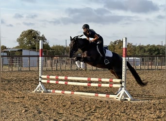 American Quarter Horse, Castrone, 3 Anni, Baio roano