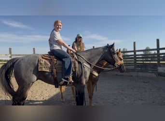 American Quarter Horse, Castrone, 3 Anni, Baio roano