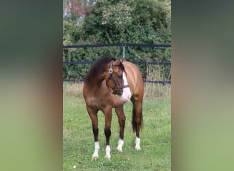 American Quarter Horse, Castrone, 3 Anni, Dunalino