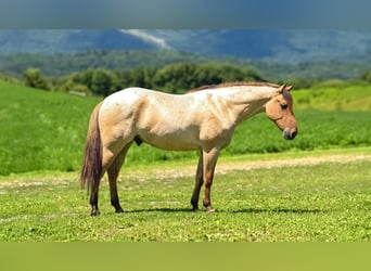 American Quarter Horse, Castrone, 3 Anni, Falbo