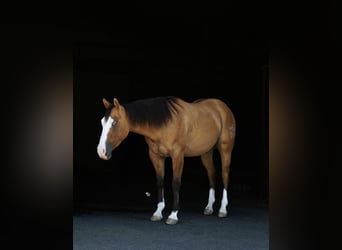 American Quarter Horse, Castrone, 3 Anni, Falbo