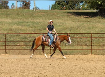 American Quarter Horse, Castrone, 3 Anni, Falbo