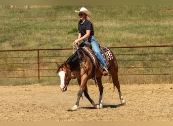 American Quarter Horse, Castrone, 3 Anni, Falbo
