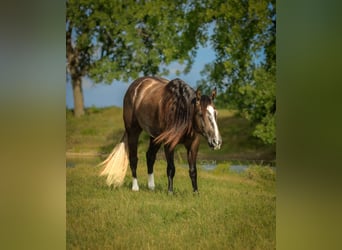 American Quarter Horse, Castrone, 3 Anni, Grigio