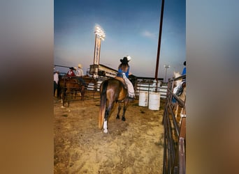 American Quarter Horse, Castrone, 3 Anni, Grigio