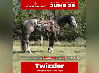 American Quarter Horse, Castrone, 3 Anni, Grigio