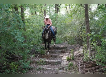 American Quarter Horse, Castrone, 3 Anni, Grigio