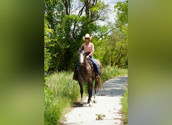 American Quarter Horse, Castrone, 3 Anni, Grigio