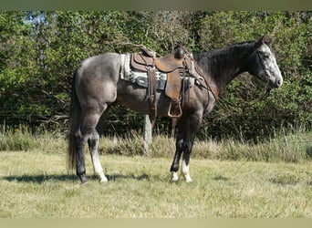 American Quarter Horse, Castrone, 3 Anni, Grigio