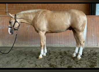 American Quarter Horse, Castrone, 3 Anni, Palomino
