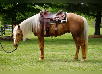American Quarter Horse, Castrone, 3 Anni, Palomino
