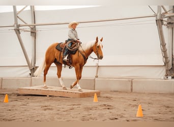 American Quarter Horse, Castrone, 3 Anni, Palomino