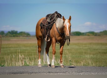 American Quarter Horse, Castrone, 3 Anni, Palomino
