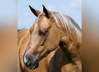 American Quarter Horse, Castrone, 3 Anni, Palomino