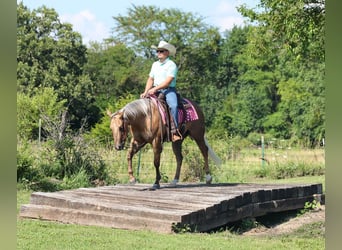 American Quarter Horse, Castrone, 3 Anni, Palomino